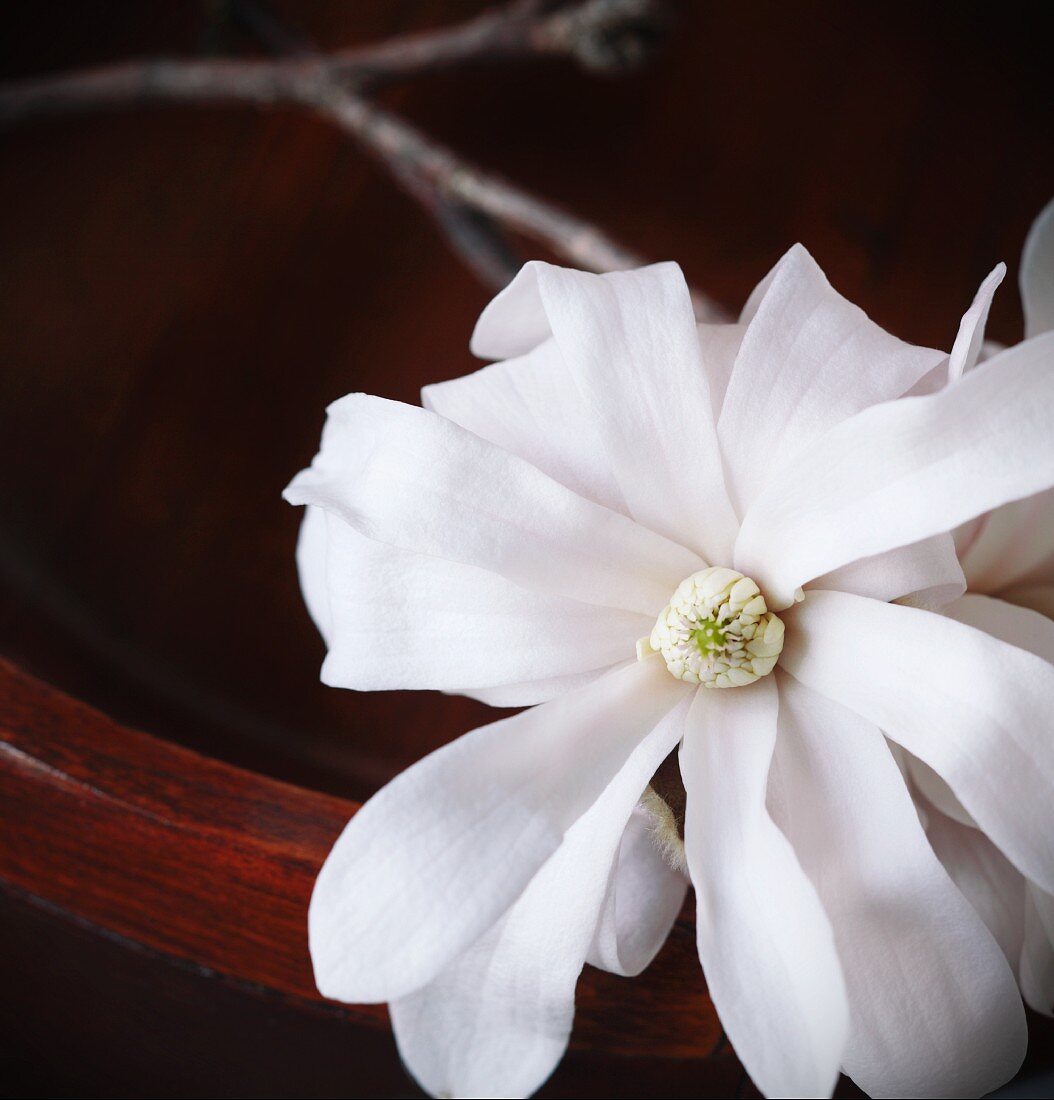 White Magnolia Blossom in a Wooden Bowl