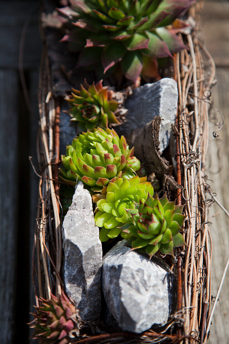 Sukkulenten und Steine im DIY-Beet