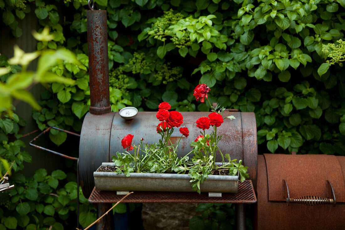 Ranunculus in a metal box on an old barbecue in the garden