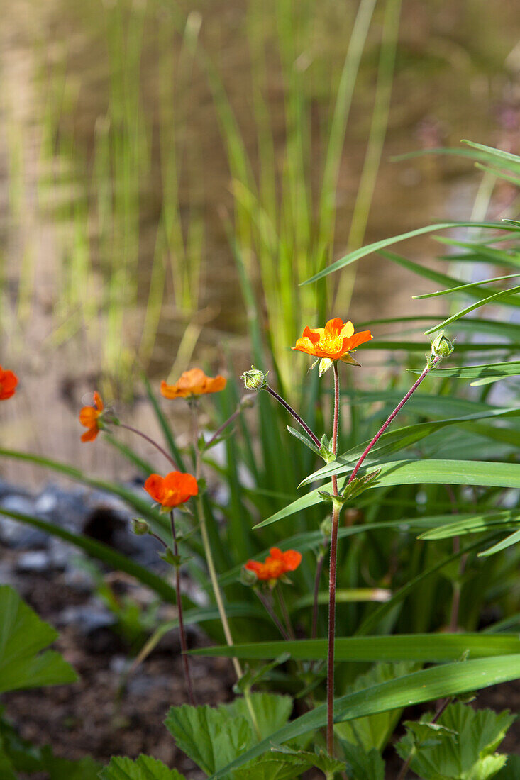 Carnation root by a garden pond in spring