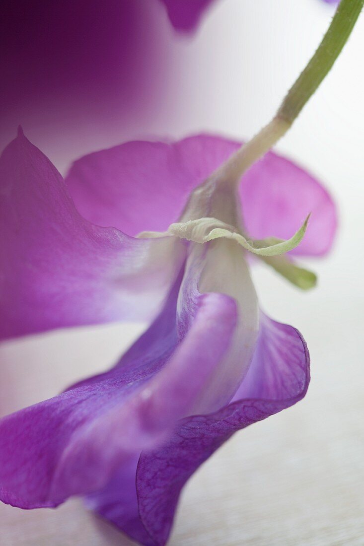 Violet sweet peas (close-up)
