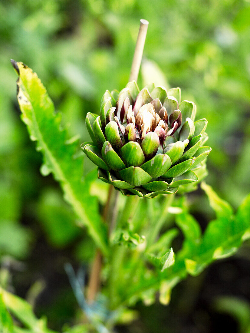 Artichoke plant (Cynara cardunculus) in the growing stage in the garden