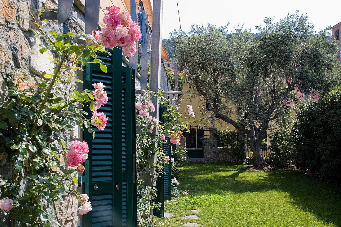 Italian garden with olive tree and roses