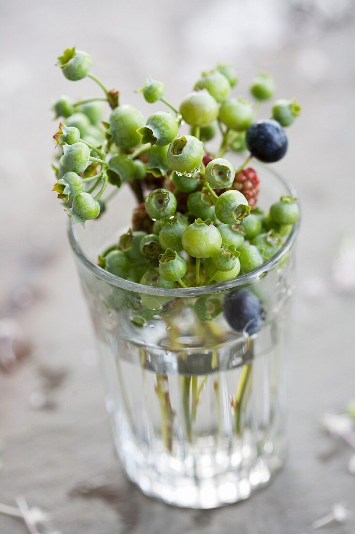 Unreife Heidelbeeren im Wasserglas