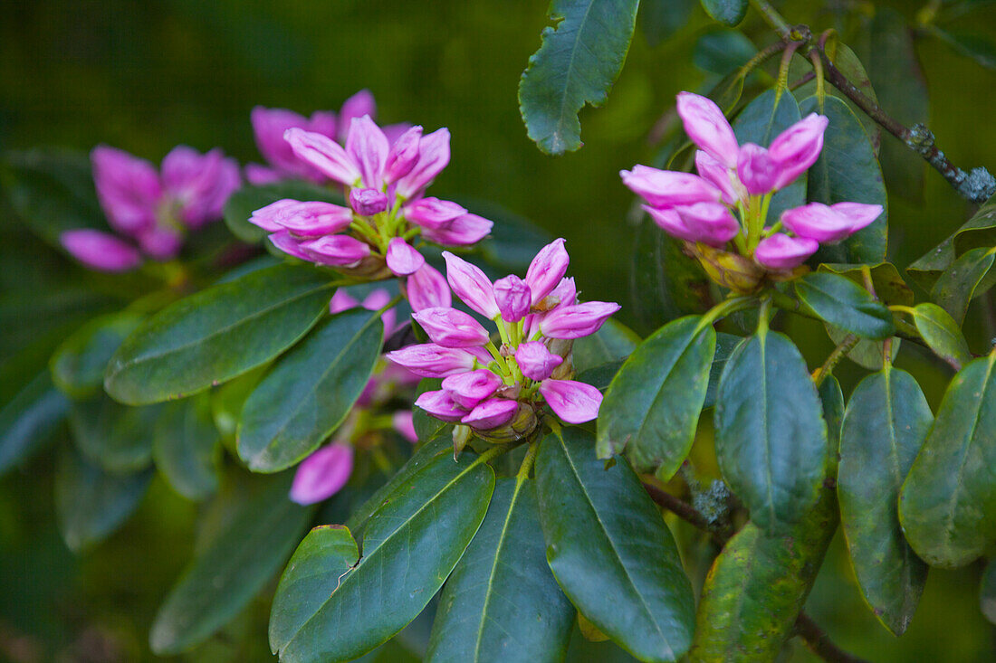 Rhododendron (Rhododendron)