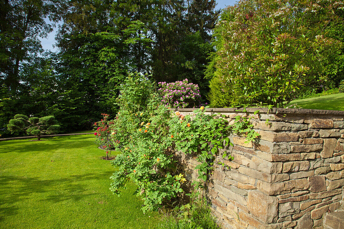 Flowering plants on a natural stone wall in the garden