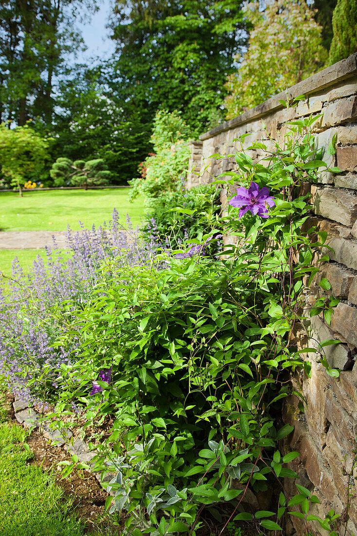 Blühende Kletterpflanze an Steinmauer im Garten