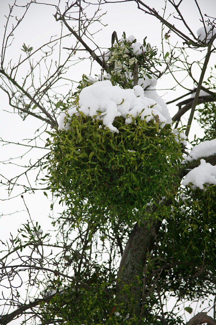 Schneebedeckte Mistelzweige am Baum