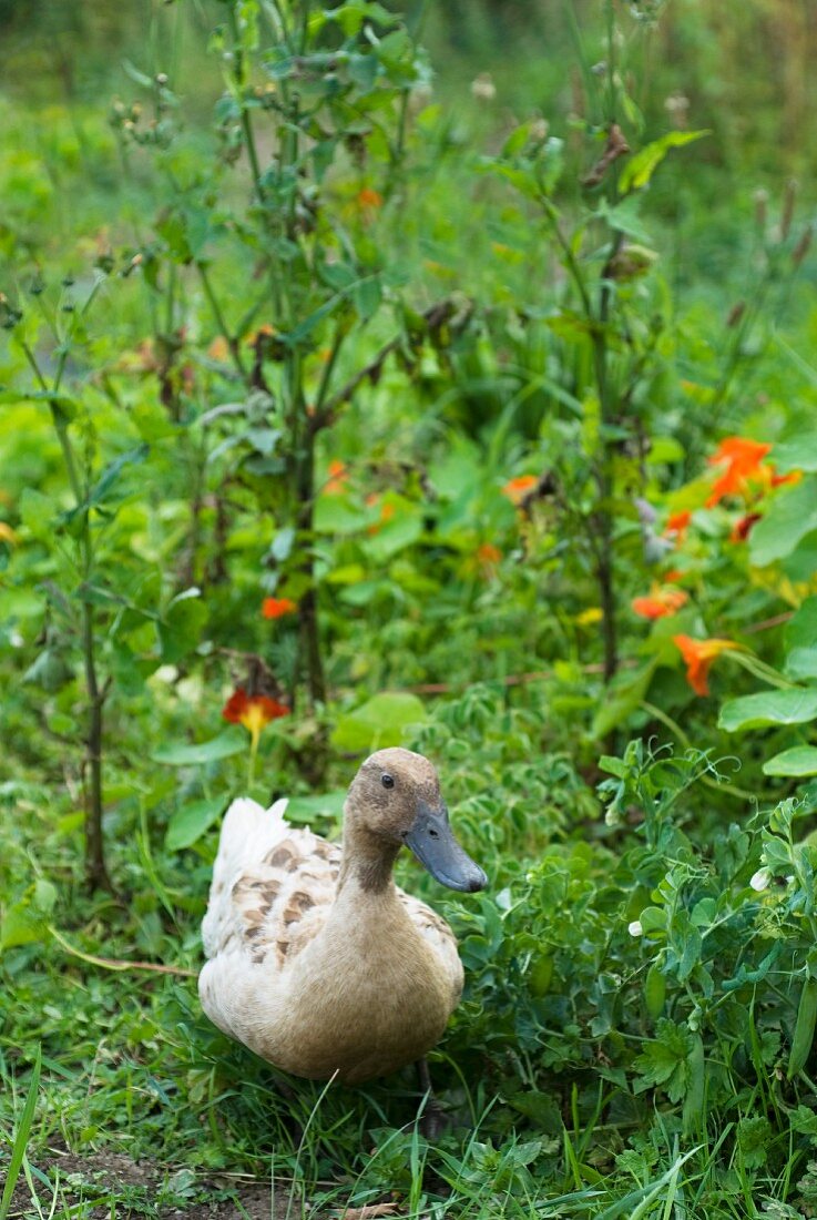 Eine Ente im Garten