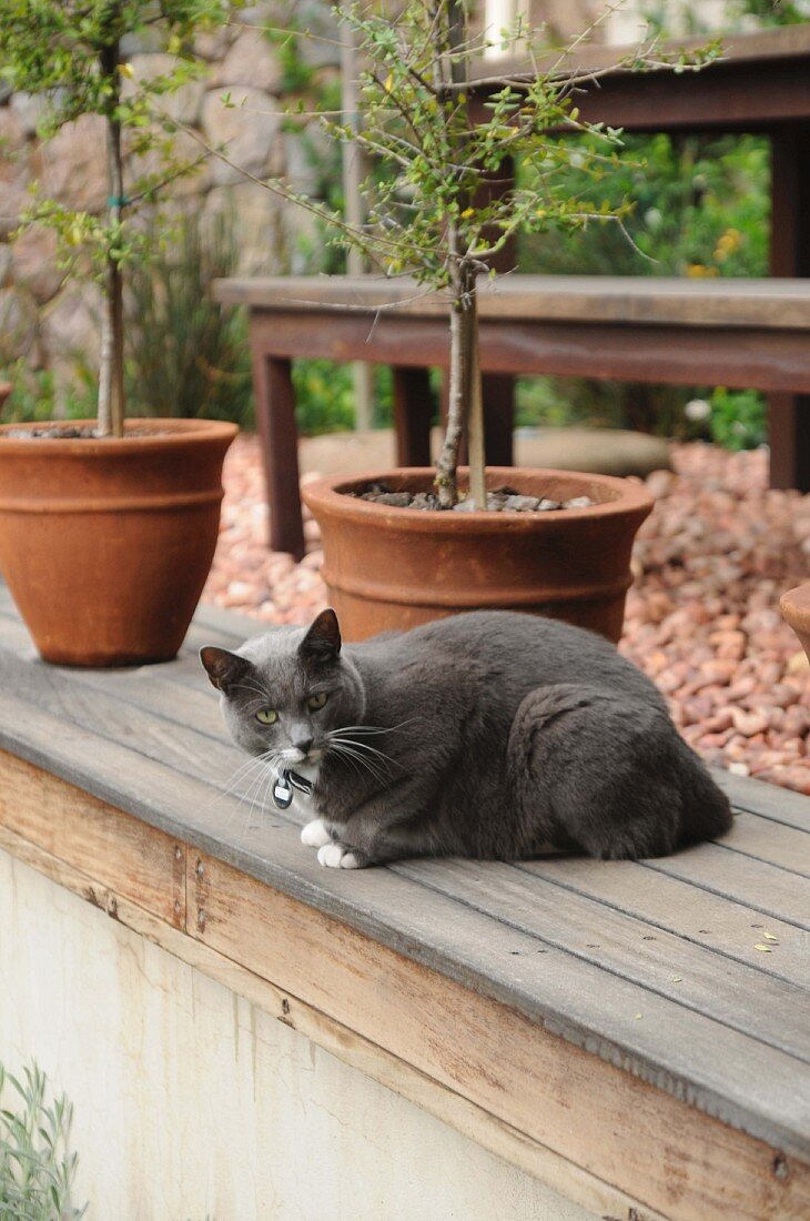 Katze vor Topfpflanzen (Oliven, Jasmin) im Garten