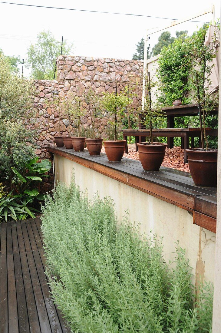 Lavendel und Terrakottatöpfe mit Olivenbäumchen auf einer Terrasse