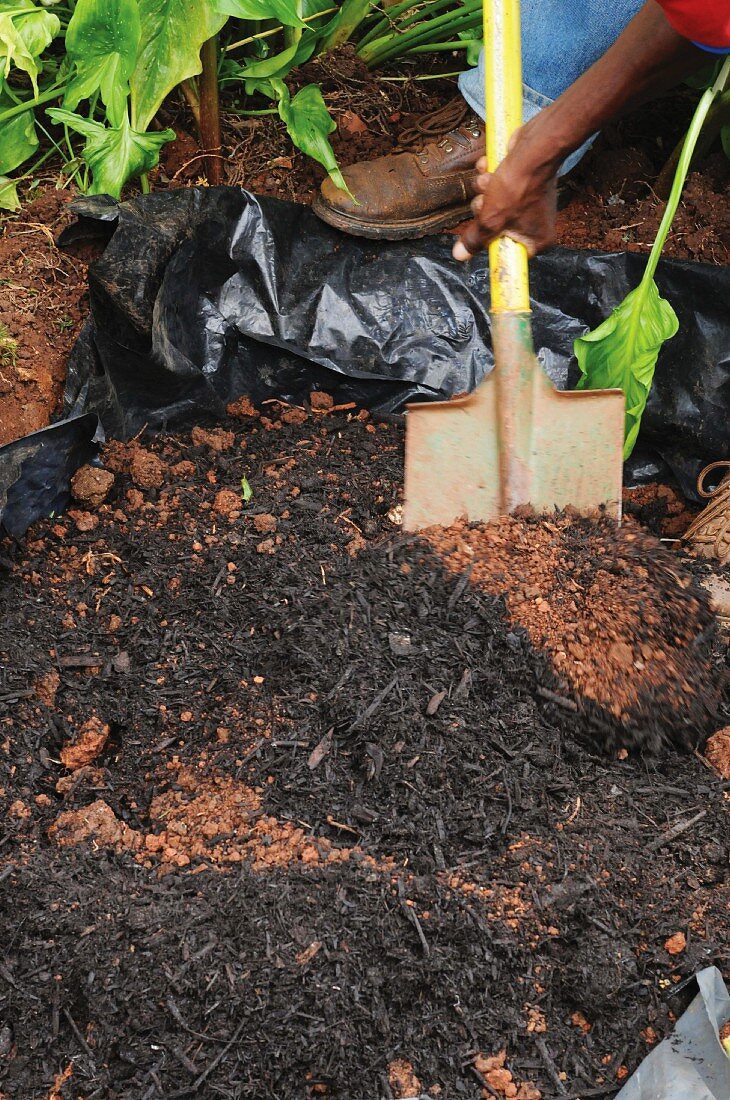 Blumenzwiebeln unter einem Baum eingraben (Kompost einbringen)