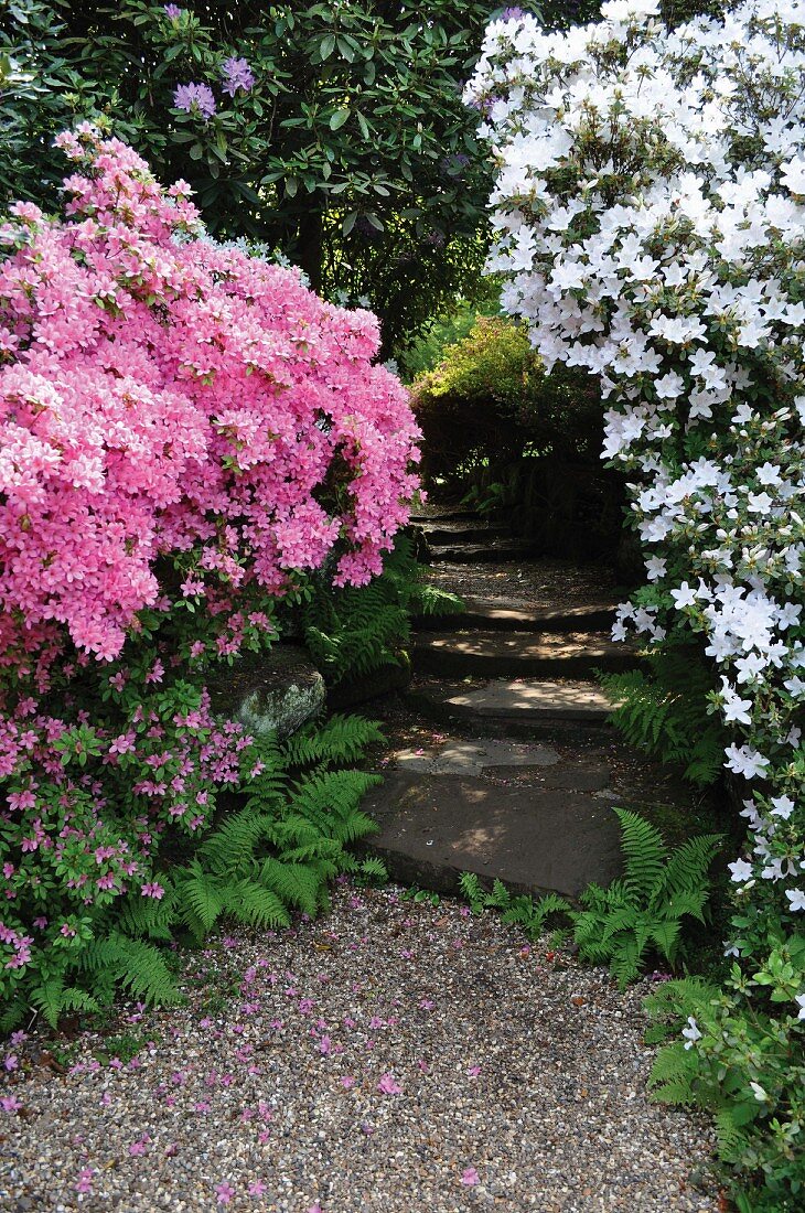 Azaleas and rhododendrons in garden
