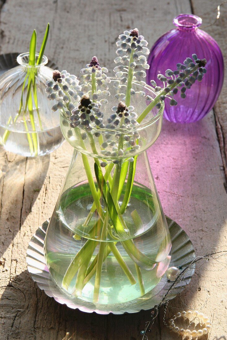 Glass vase with grape hyacinths on wooden table