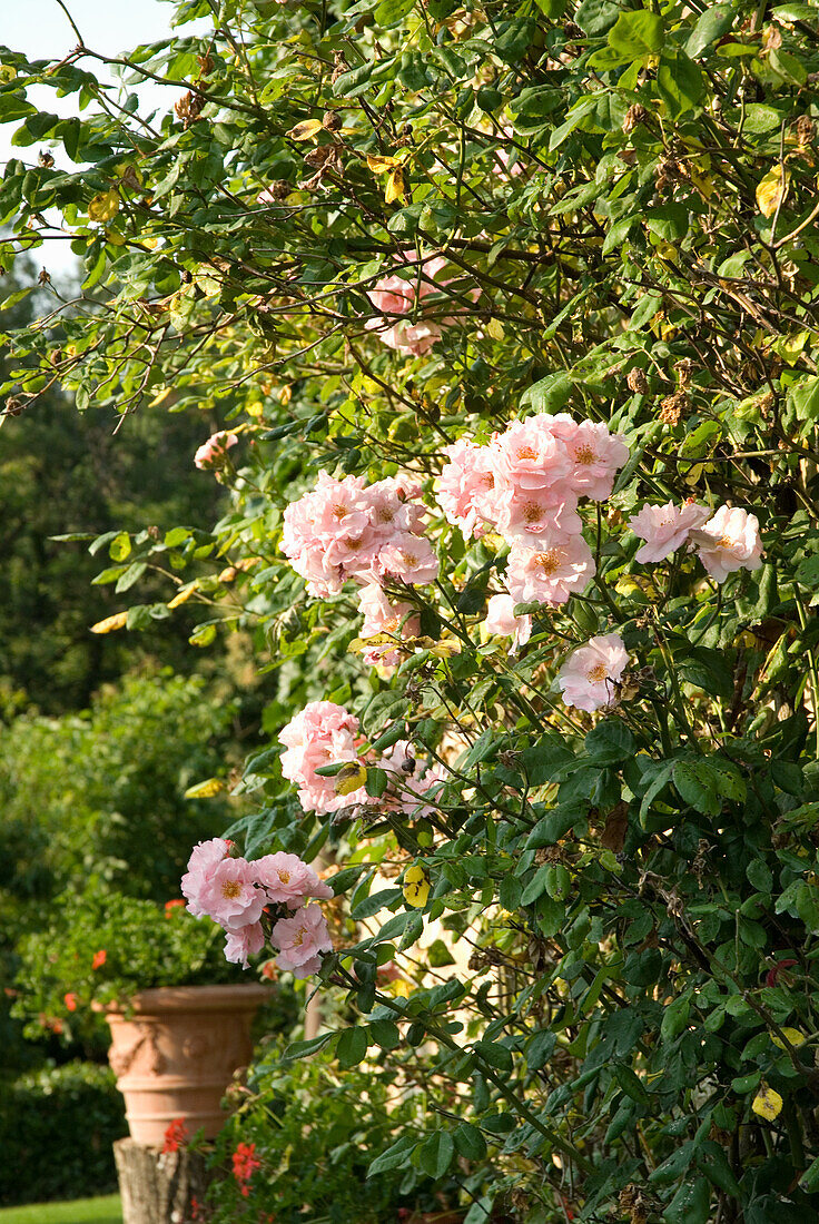 Roses (Rosa) in soft pink in the garden