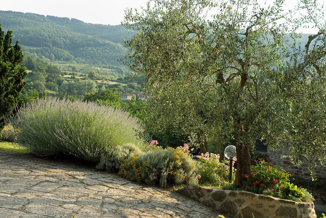 Steinweg im mediterranen Garten mit Olivenbaum und Lavendel