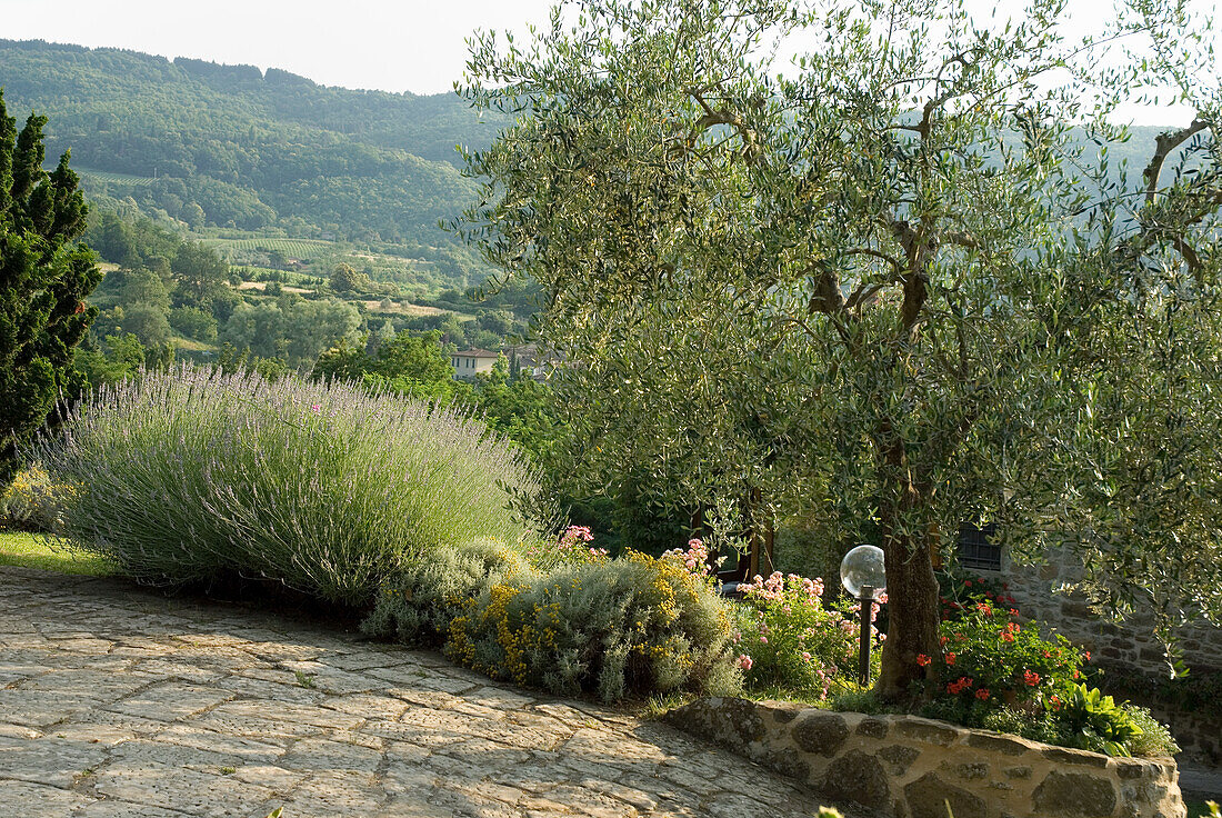 Stone path in the Mediterranean garden with olive tree and lavender