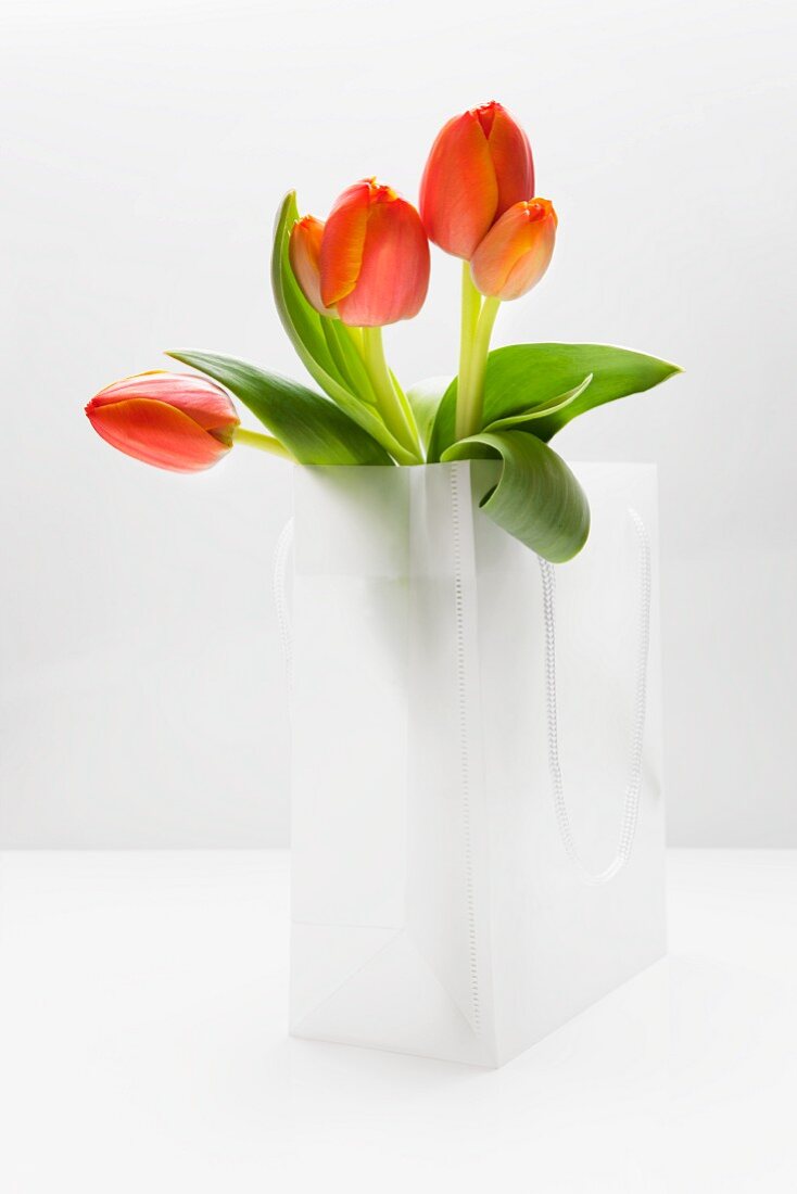 Tulips in white plastic bag
