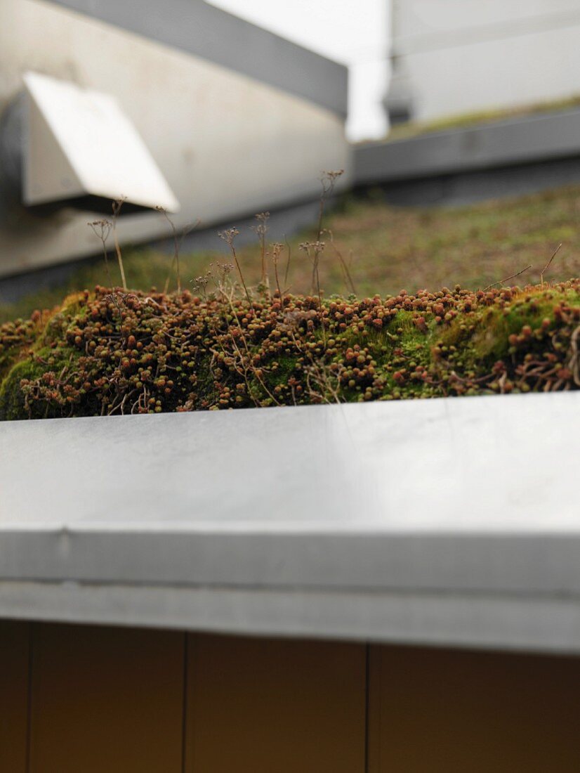 Nahaufnahme von genügsamen Moosen und Gräsern auf begrüntem Dach