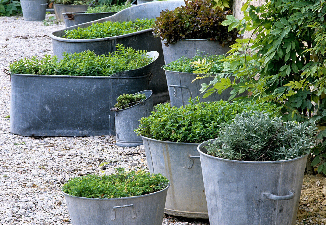 Plants in large zinc tubs on gravel path in the garden