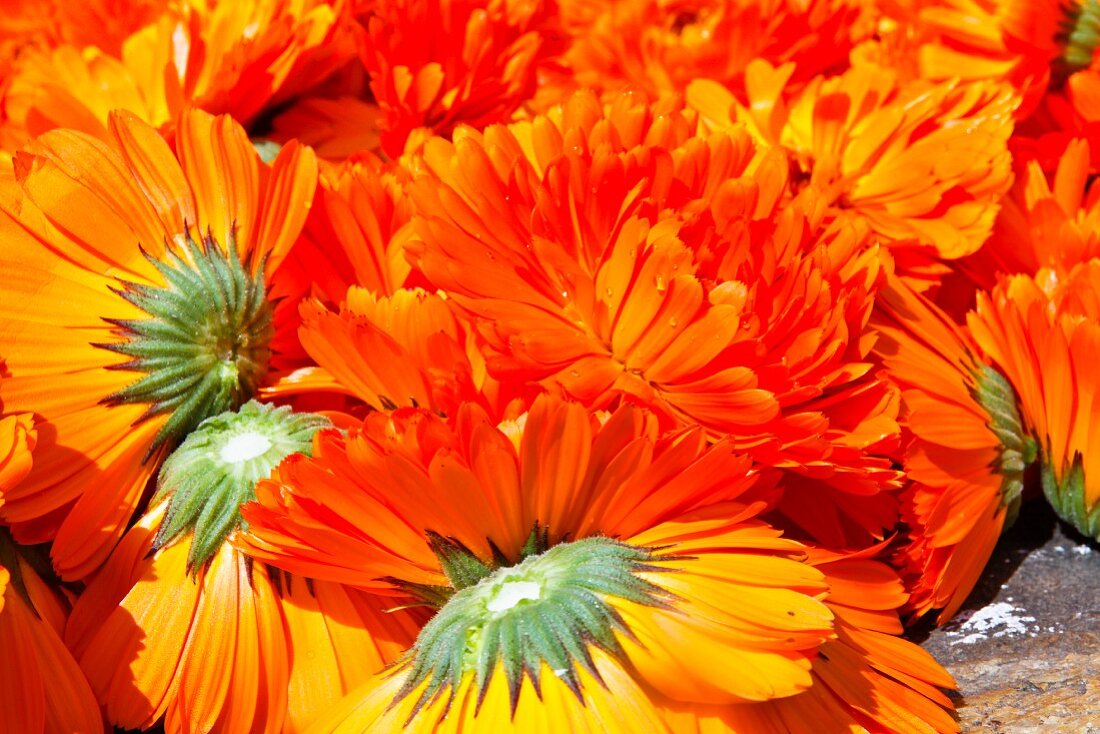 Marigolds (close-up)
