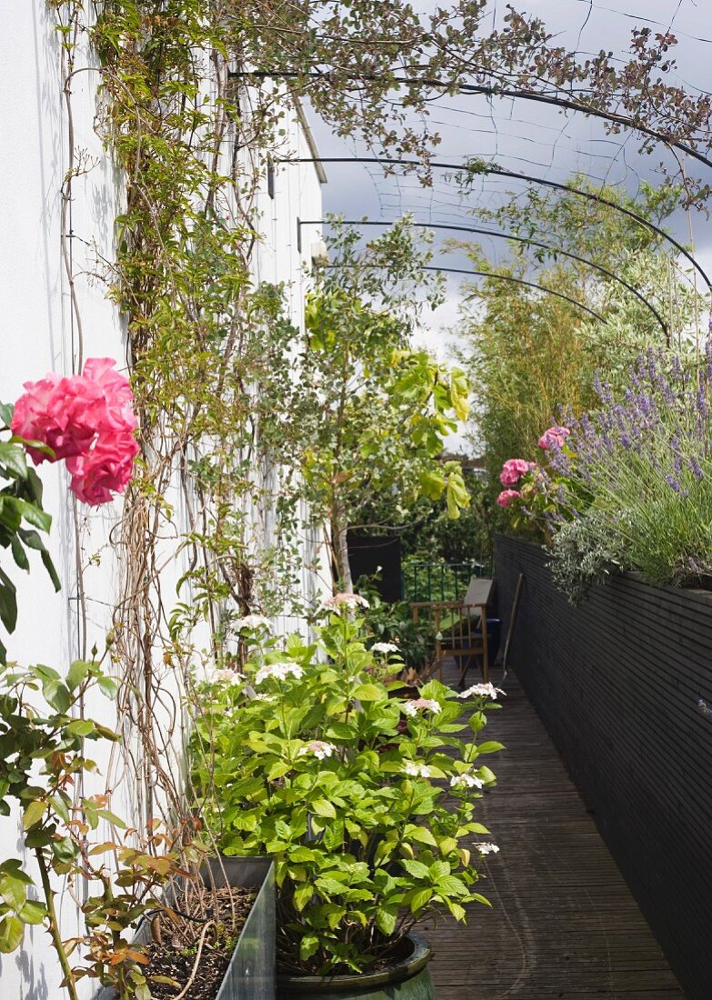 Roof garden with climbing plants and trellis