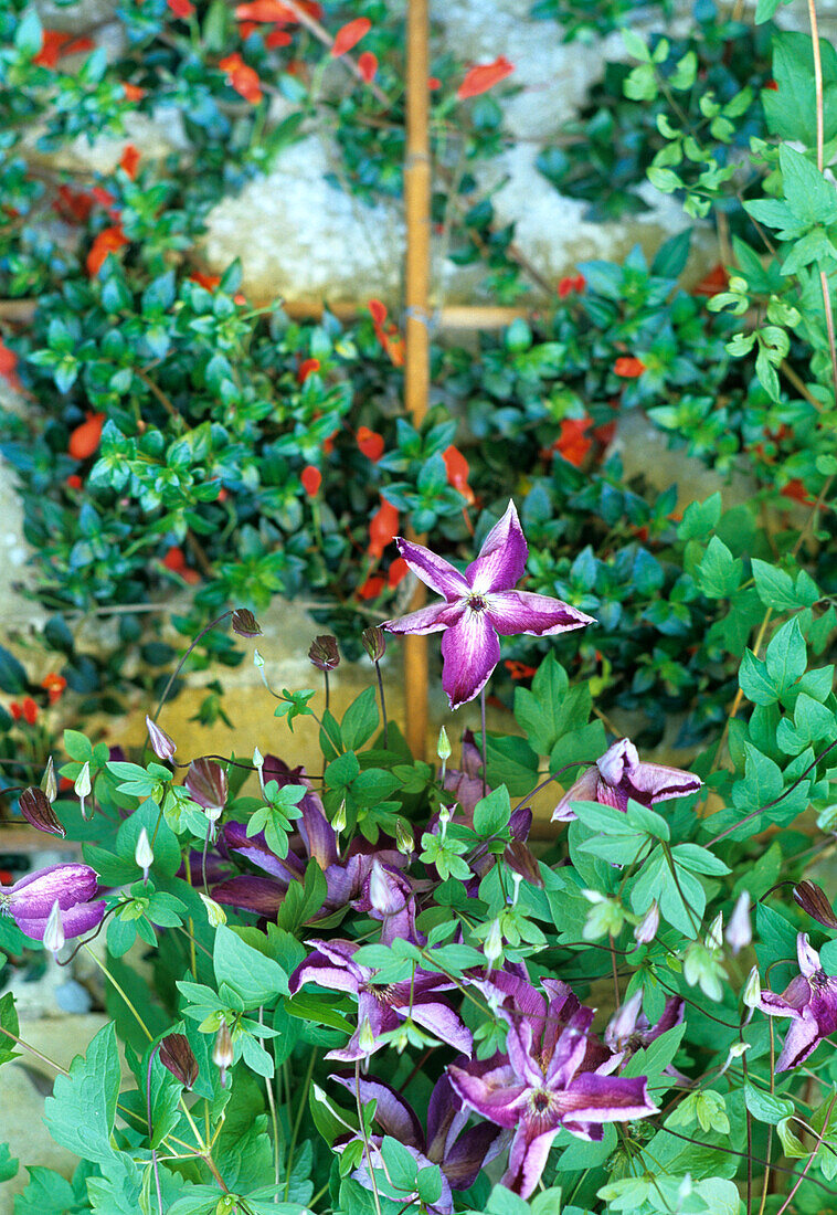 Clematis 'Jackmanii' (Clematis) Rankpflanze an Gitter im Garten