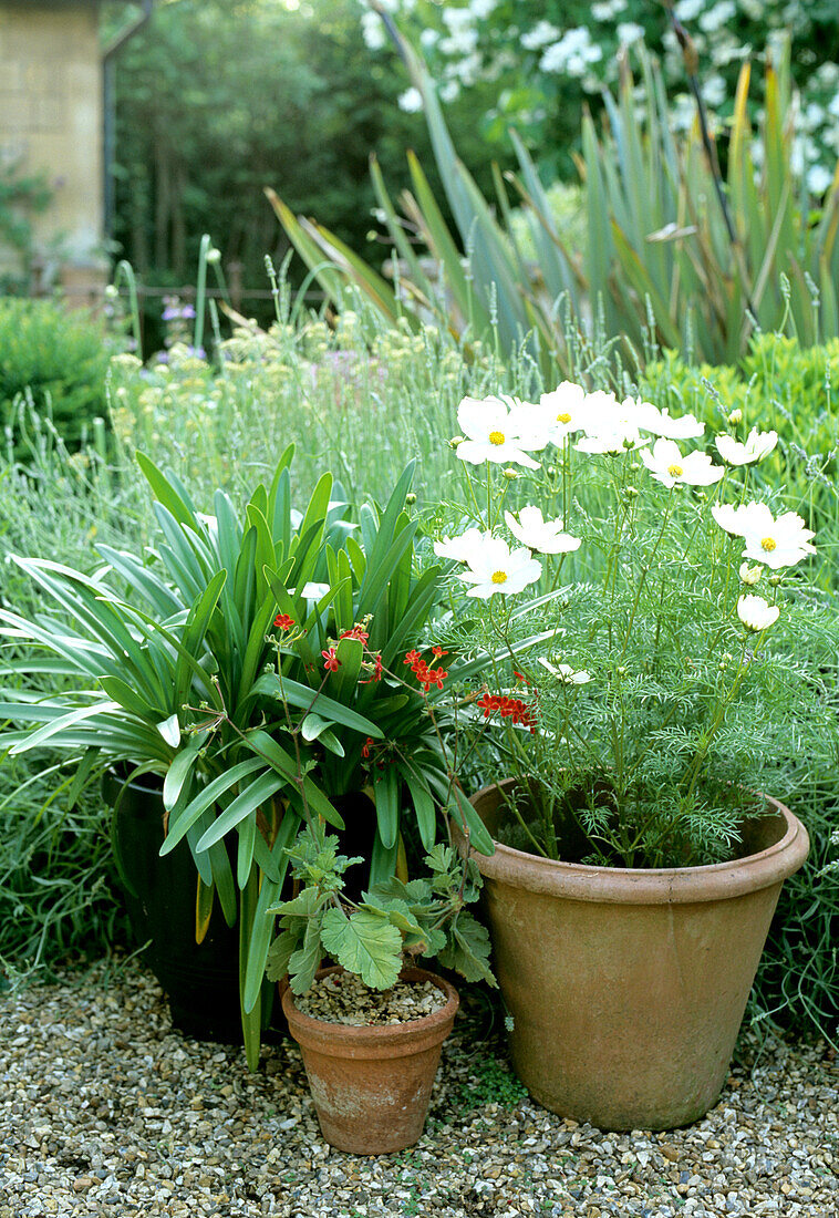 Various potted plants on the gravel path in the garden