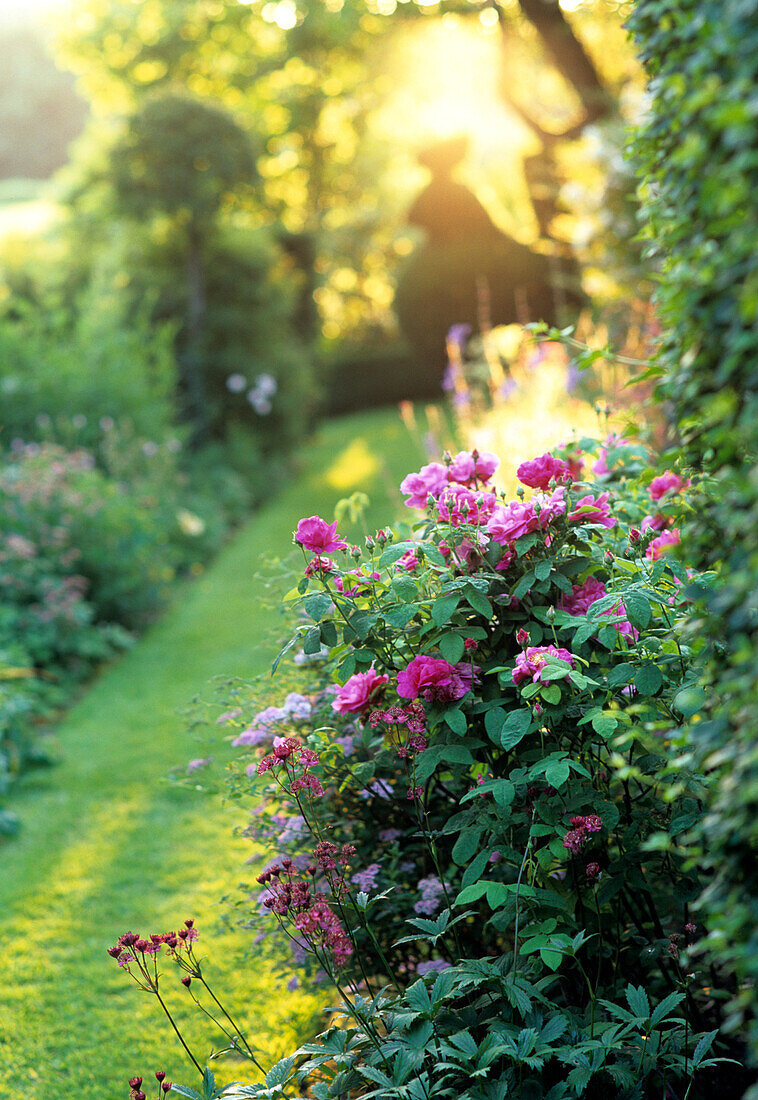 Blühende Rosenbüsche im Garten bei Sonnenuntergang