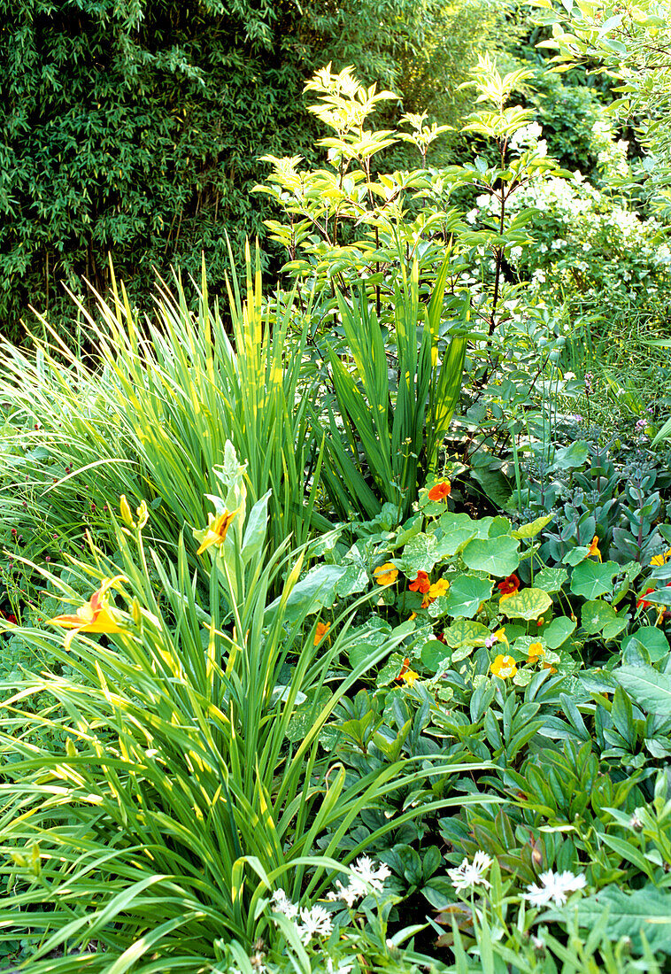 Diversely planted bed in the garden with perennials and summer flowers