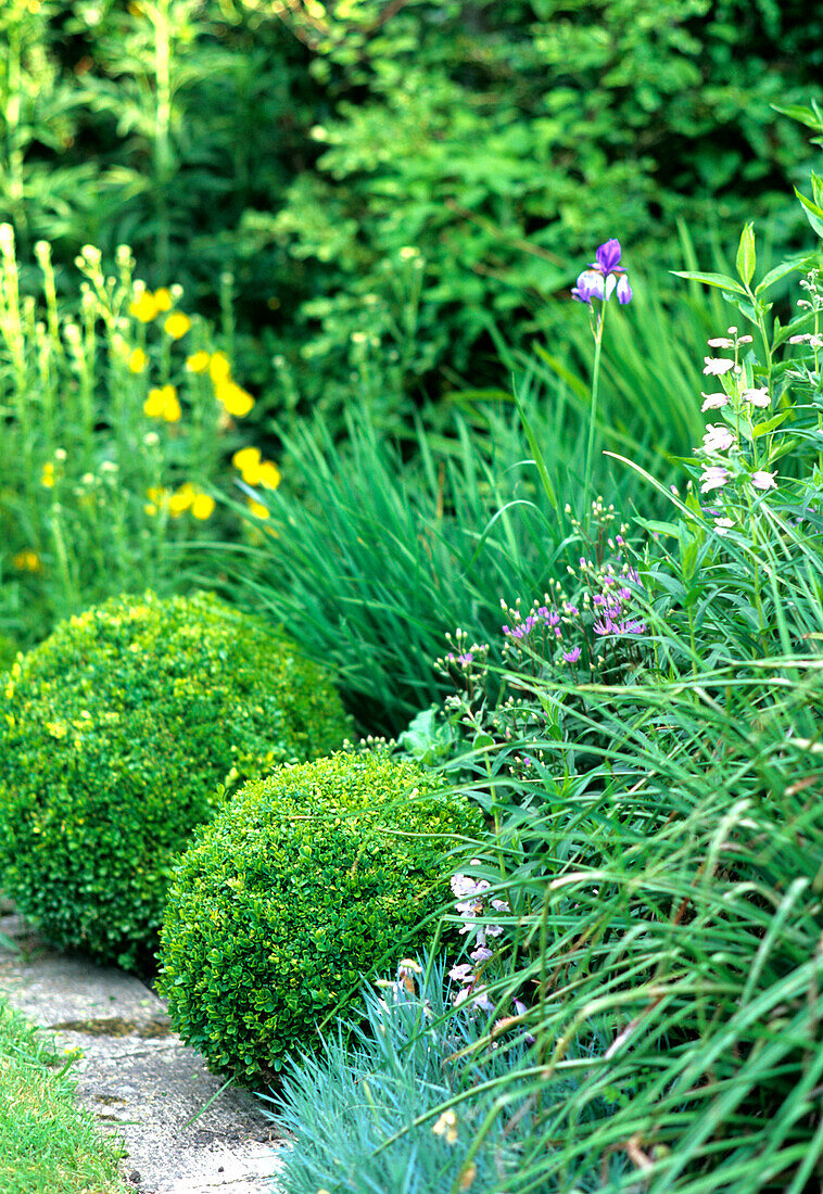 Geordnete Beete mit Stauden und Buchskugeln im Sommergarten