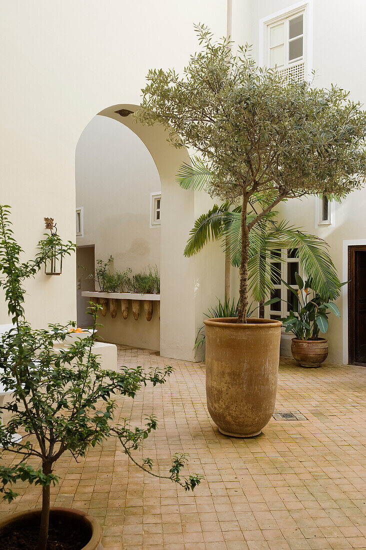 Courtyard with trees and plants in large pots