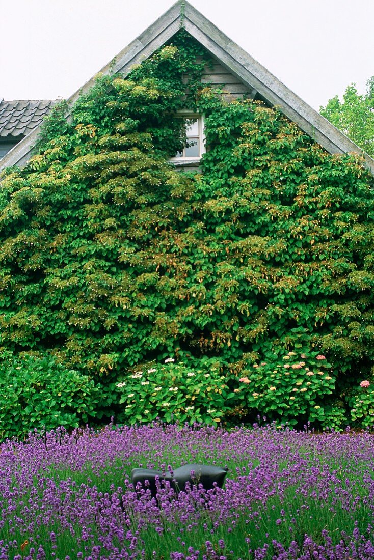 Wiese mit lila blühenden Blumen vor voll bewachsener Giebelwand eines Holzhauses