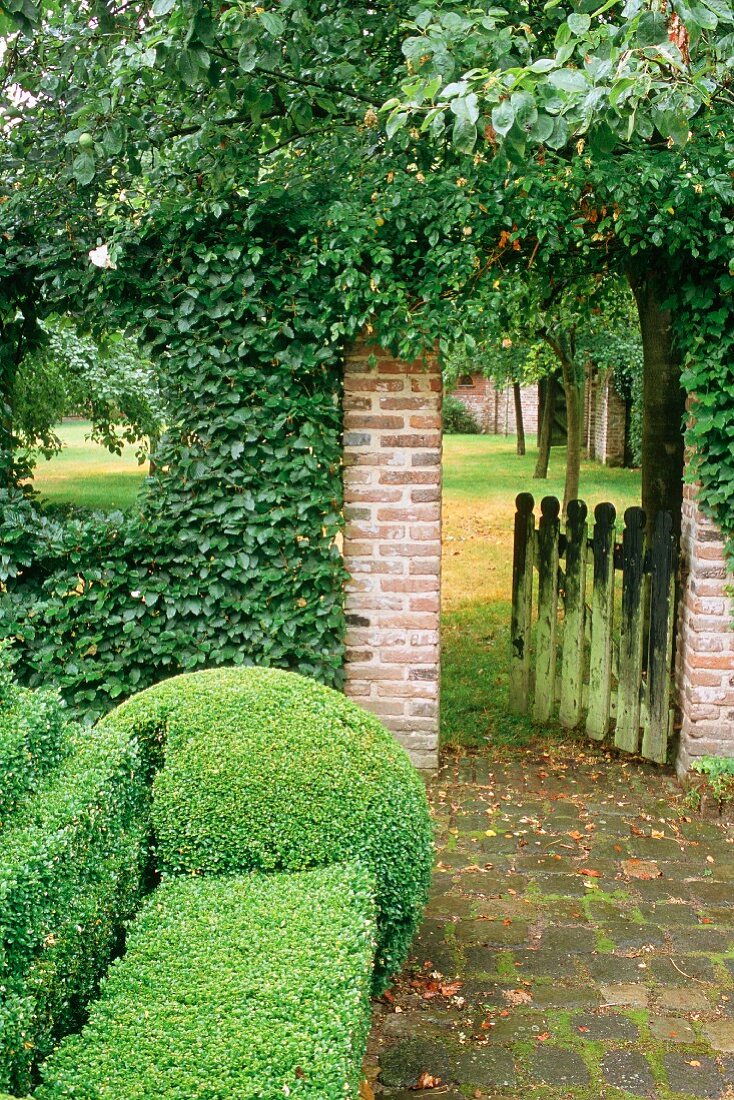 Formgeschnittene Buxhecke vor berankter Gartenmauer und offenem alten Holzgartentürchen mit Blick in einen Garten mit Bäumen.