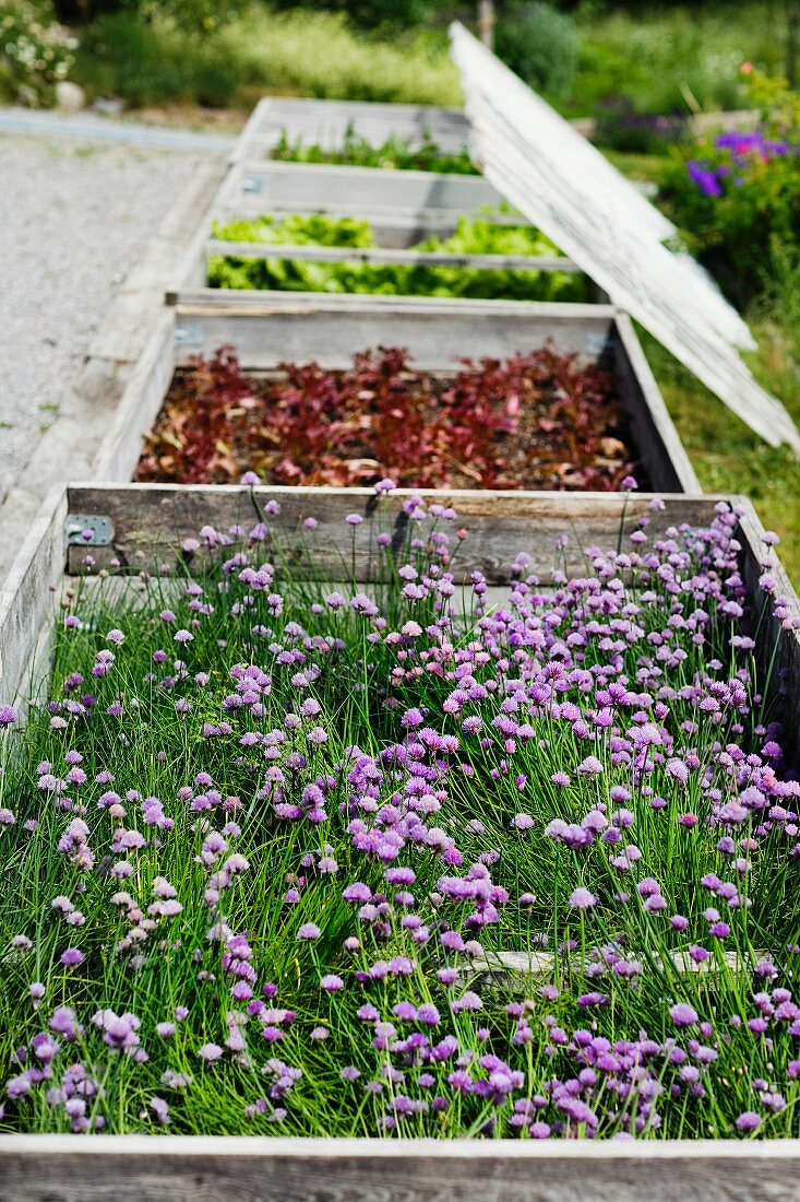 Cold frames containing herbs and vegetables