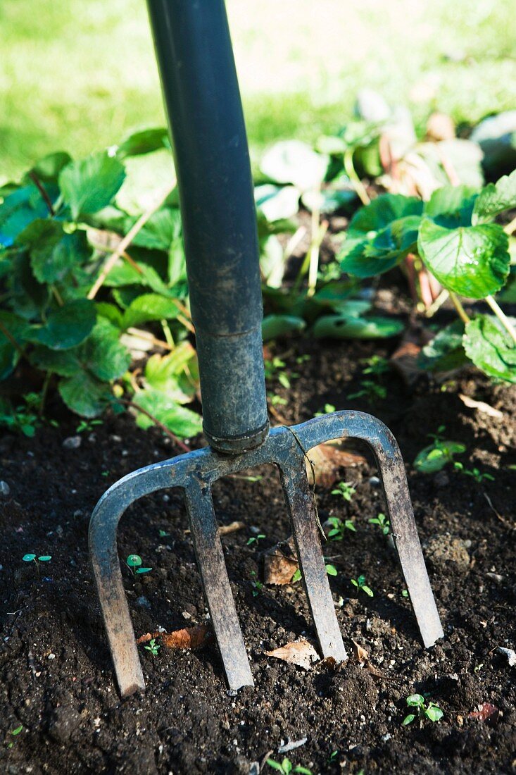 Garden fork stuck in the soil