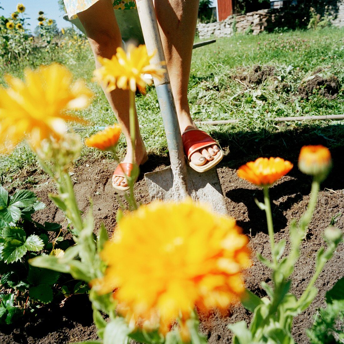Gartenarbeit im Blumenbeet