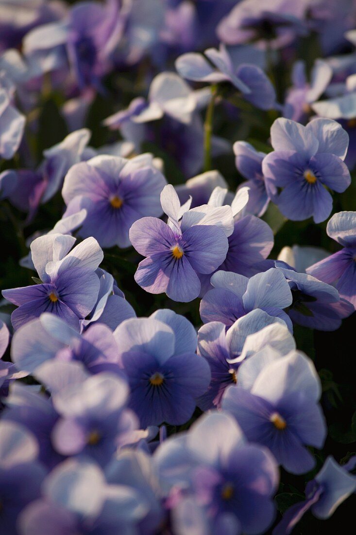 Blue violas