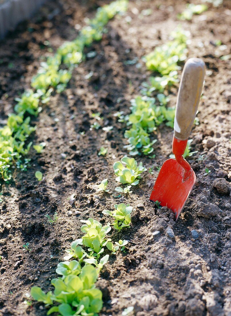 Small, red trowel in salad bed
