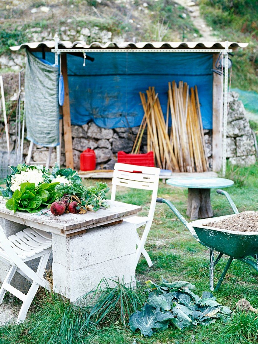Old garden table with vegetables, wheelbarrow and shed