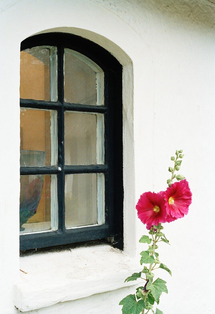 Red hollyhock in front of house facade with black-painted lattice window