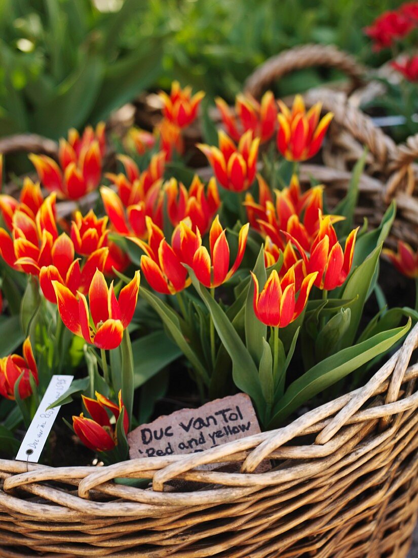 Gelb rote Tulpen im Korb