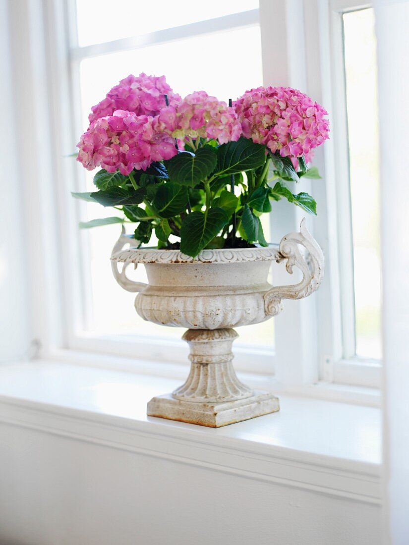 Pink hydrangeas in antique, Greek-style planter