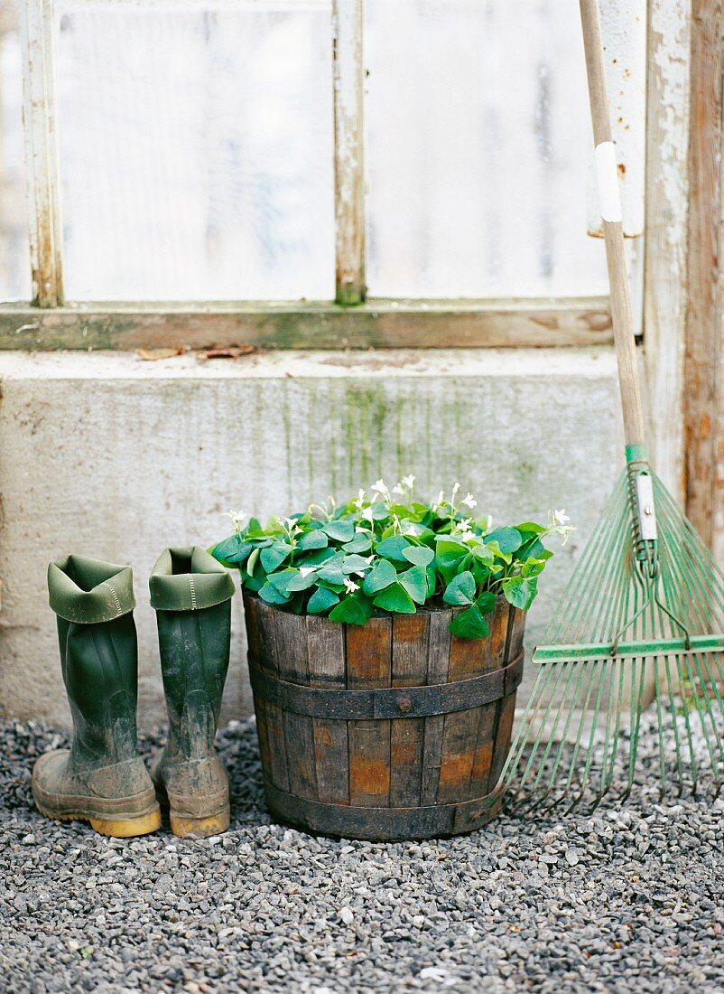 Gummistiefel, Kübelpflanze und Gartenrechen vor einem Gewächshaus