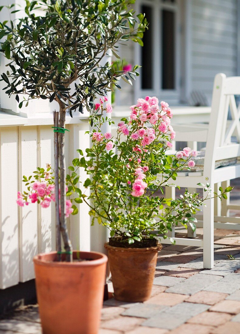 Olivenbaum und pinkfarbene Rosen in Blumentöpfen auf einer Terrasse