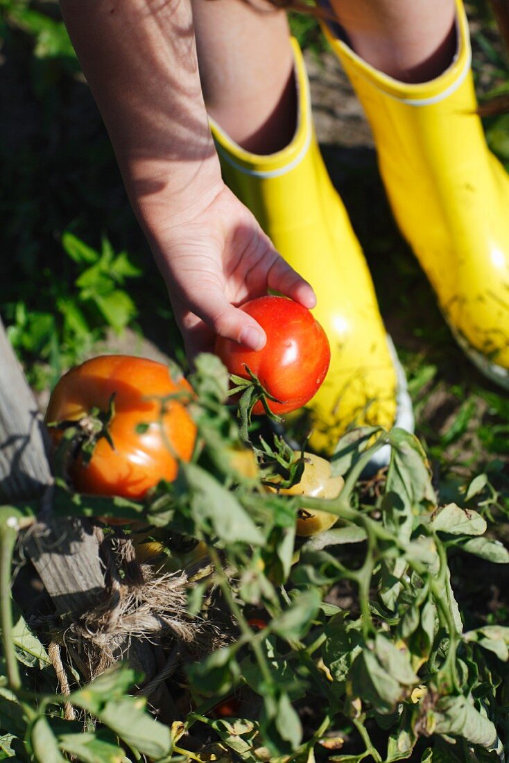 Kinderhand pflückt Tomaten im Garten