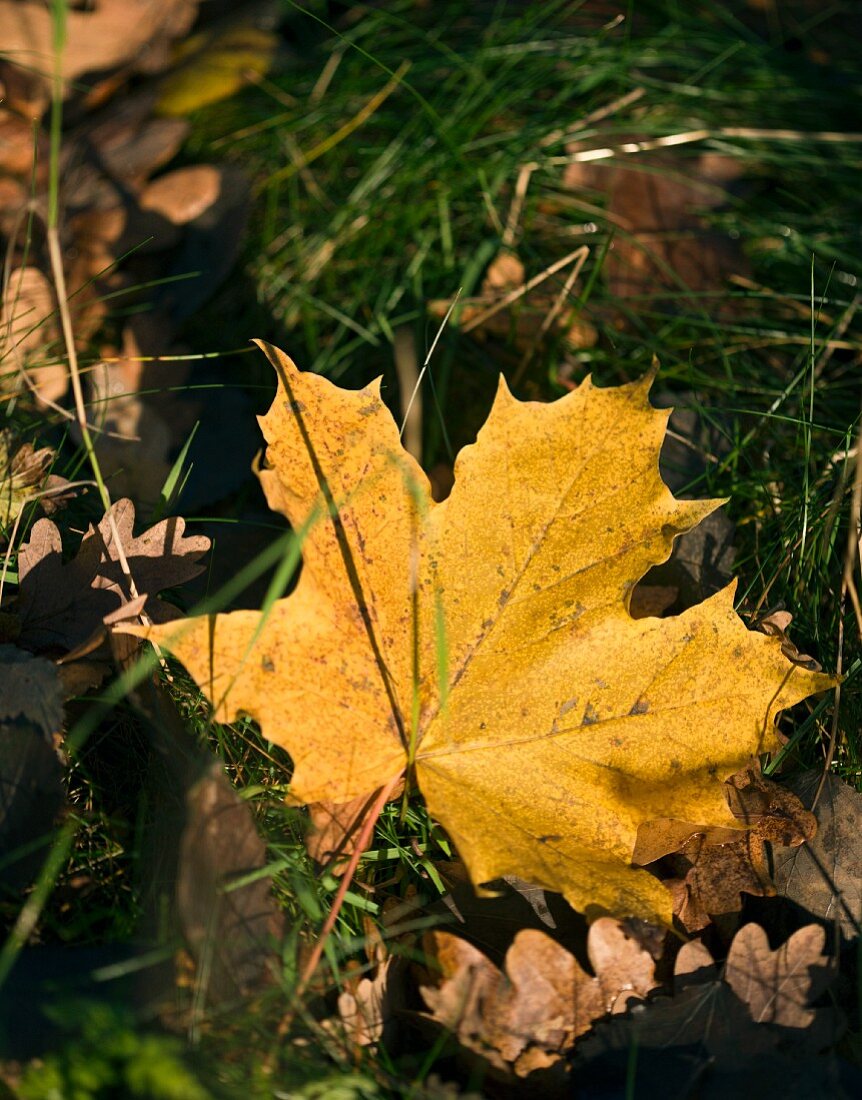 Autumn leaf in grass