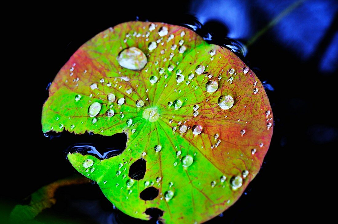 Waterdrops on a lotus leaf