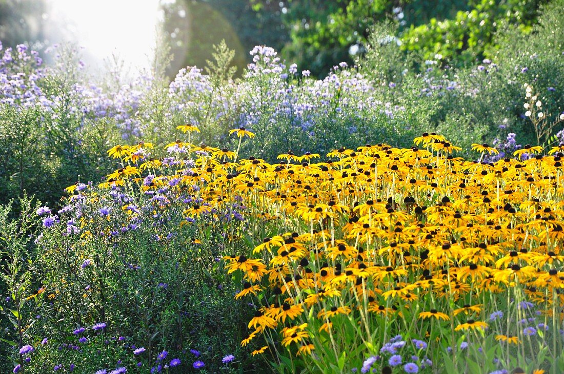 Flowers and herbaceous borders in park (Killesbergpark, Stuttgart, Germany)