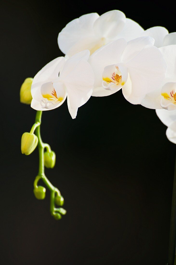 White orchids (black background)
